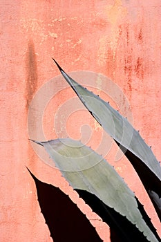 Agave Fronds and Wall photo