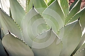 Agave