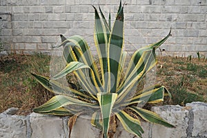 Agave is a genus of monocots native to the hot and arid regions of the Americas and the Caribbean. Succulent and
