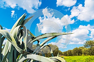 Agave in a green field