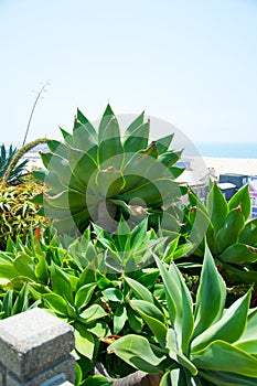 Agave green leaves close-up, shallow focus