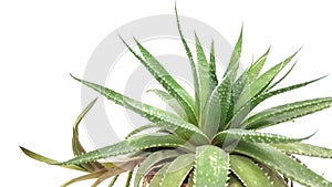 Agave green plant isolated on white background close-up