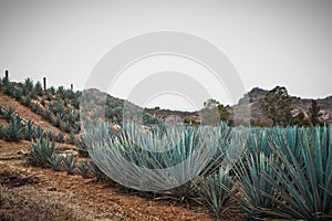 agave hills