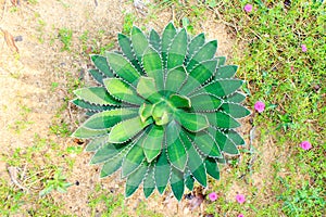 Agave horrida