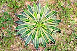Agave horrida