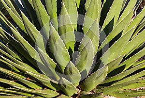Agave Horrida