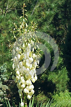 Agave inflorescence