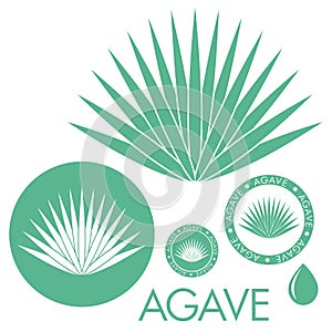 Agave photo