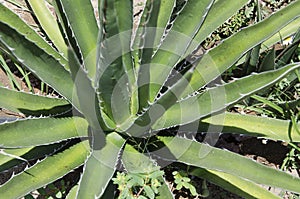 Agave kerchovei, Mexican desert plant with spiny green leaves photo