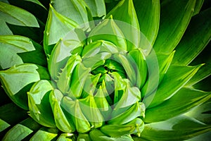 Agave leaf pattern. closeup. macro