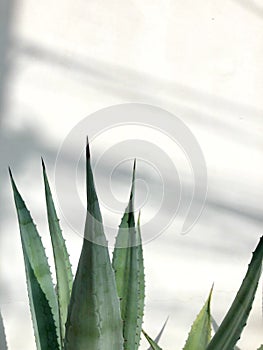 Agave leaves