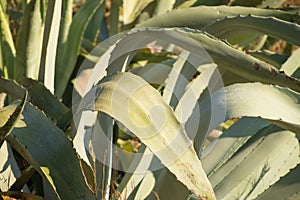 Agave leaves