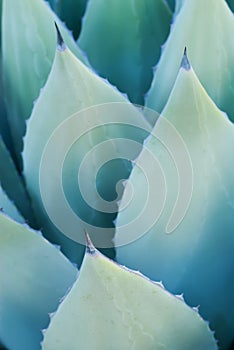 Agave leaves photo