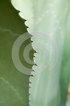 Agave leaves background