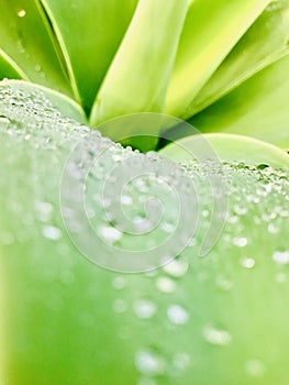 Agave leaves close-up with water drop.