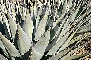 Agave Leaves Fill The Frame