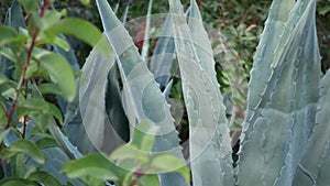 Agave leaves, succulent gardening in California, USA. Home garden design, yucca, century plant or aloe. Natural