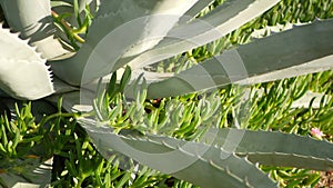 Agave leaves, succulent gardening in California, USA. Home garden design, yucca, century plant or aloe. Natural