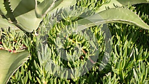 Agave leaves, succulent gardening in California, USA. Home garden design, yucca, century plant or aloe. Natural