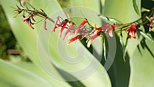 Agave leaves, succulent gardening in California, USA. Home garden design, yucca, century plant or aloe. Natural