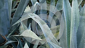 Agave leaves, succulent gardening in California, USA. Home garden design, yucca, century plant or aloe. Natural