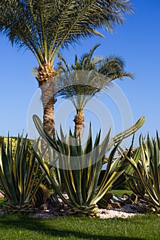 Agave leaves on trimmed lawn