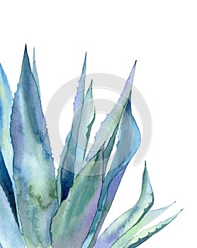 Agave leaves. Watercolour illustration isolated on white background. Minimalist plant part.