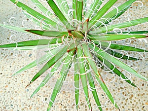 Agave x leopoldii `Hammer Time`Hammer Time Century Plant