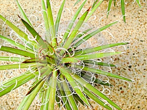 Agave x leopoldii `Hammer Time`Hammer Time Century Plant