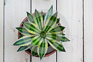 Agave lophanta quadricolor on a wooden background