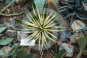 Agave lophantha quadricolour variegated leaf