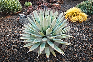 Agave macroacantha cactus in garden with variuos cacti plants