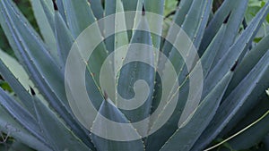 Agave macroacantha is a striking succulent plant native to Mexico