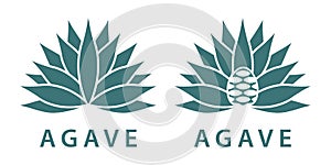 Agave