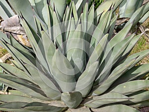 Agave x nigra or sharkskin agave hybrid plant with gray blue green leaves
