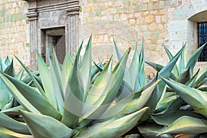 Agave in Oaxaca, Mexico