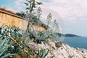 Agave by an old brick overgrown building at the descent to the water overlooking the mountains and the sky.