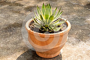 Agave ornamental plant closeup