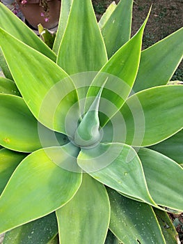 Agave-ornamental plants in hot/dry climates, photo