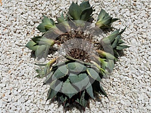 Agave parrasana fireball variegated succulent plants and pups with bare roots closeup