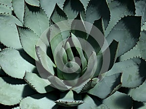 Agave parrasana plant. Mexico.