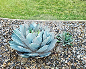 Agave Parryi or Artichoke Agave in Desert Style Xeriscaping