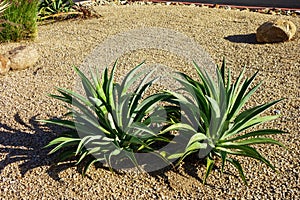 Agave Parryi or Artichoke Agave in Desert Style Xeriscaping photo