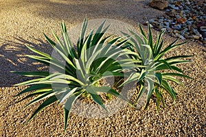 Agave Parryi or Artichoke Agave in Desert Style Xeriscaping photo