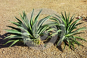 Agave Parryi or Artichoke Agave in Desert Style Xeriscaping photo