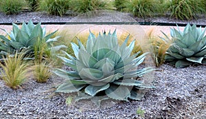 Agave Parryi photo