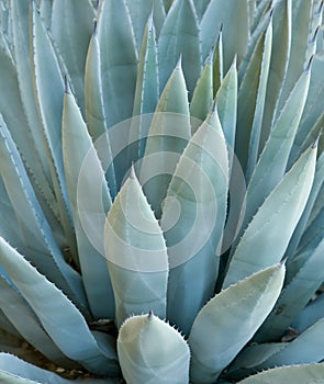 Agave plant