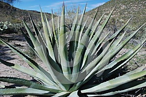 Agave plant