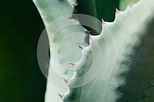 Agave plant