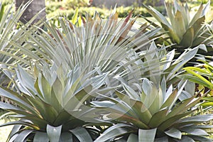 Agave Plant